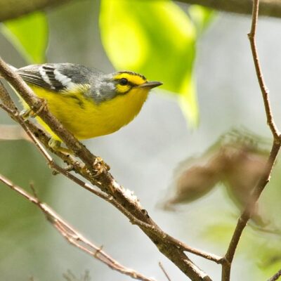 East Coast Bird Watching @ Fond D'or Historic Park